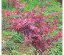 日本紅楓 秋日庭院中的一抹絢爛詩(shī)畫(huà)