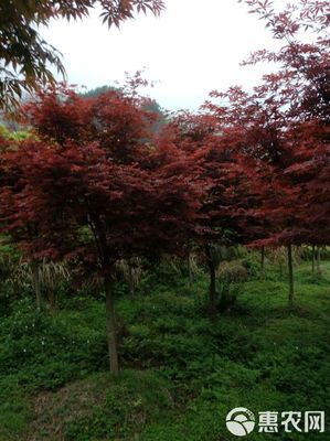 日本紅楓市場(chǎng)概覽 品質(zhì)、價(jià)格與批發(fā)策略